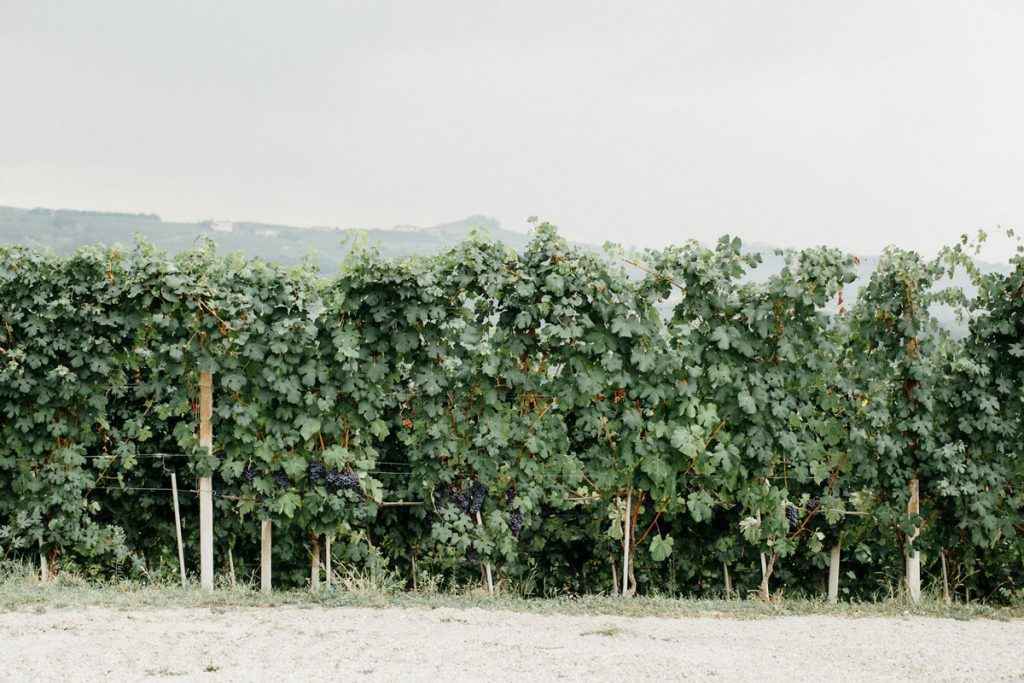 viti nelle langhe - welcome dinner destination wedding