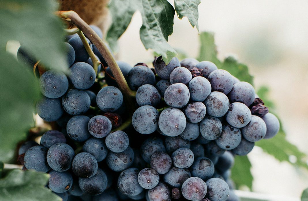 Un matrimonio libanese tra cibo e vino nelle Langhe