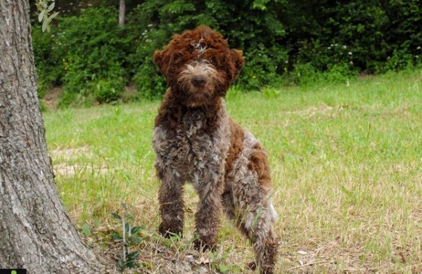 Ricerca del tartufo bianco d'Alba nelle Langhe