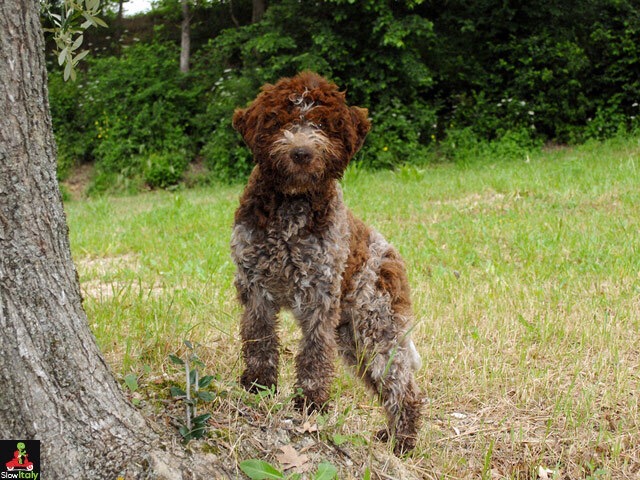 Ricerca del tartufo bianco d'Alba nelle Langhe