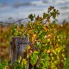 fall wedding : matrimonio in autunno nelle langhe