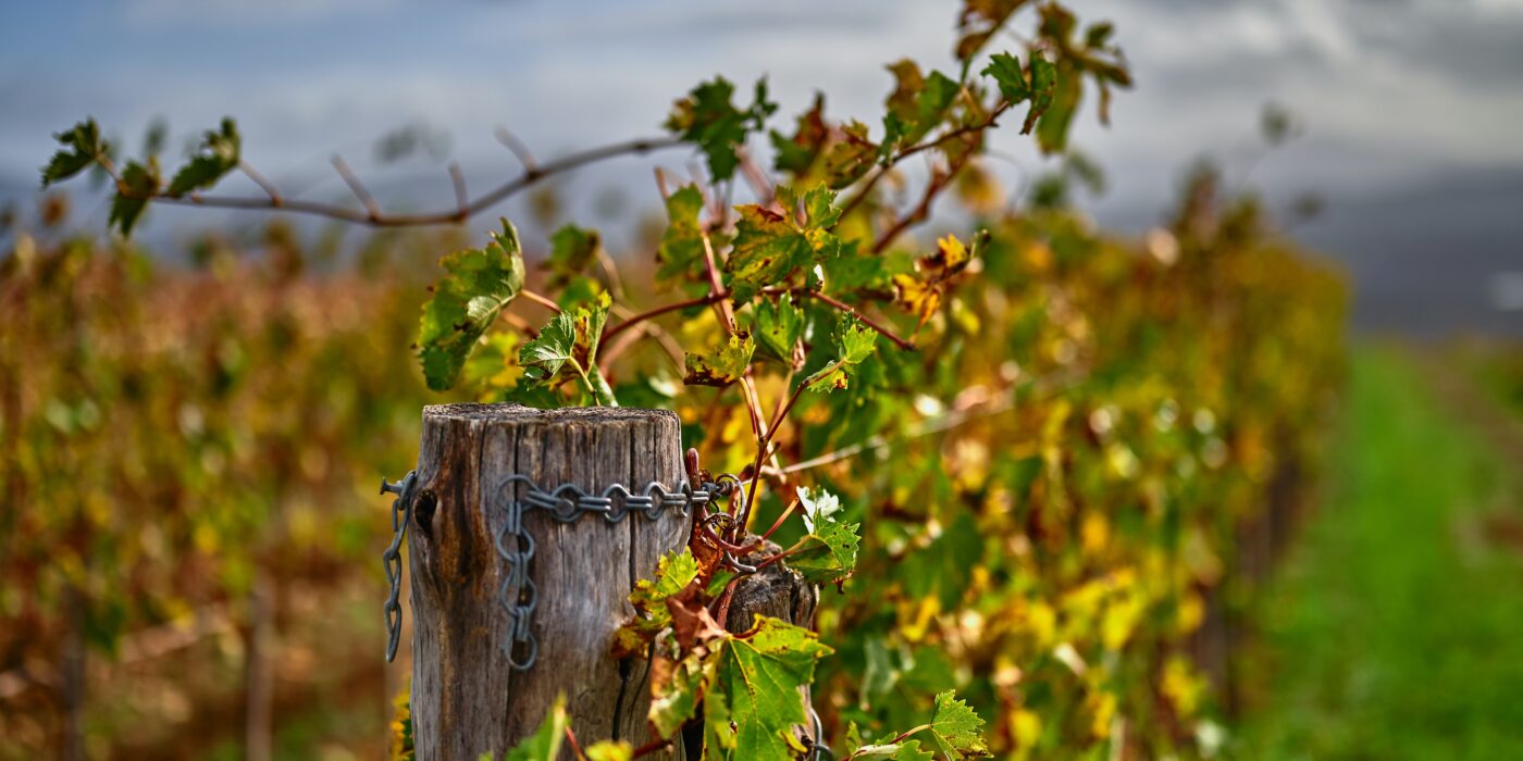 fall wedding : matrimonio in autunno nelle langhe