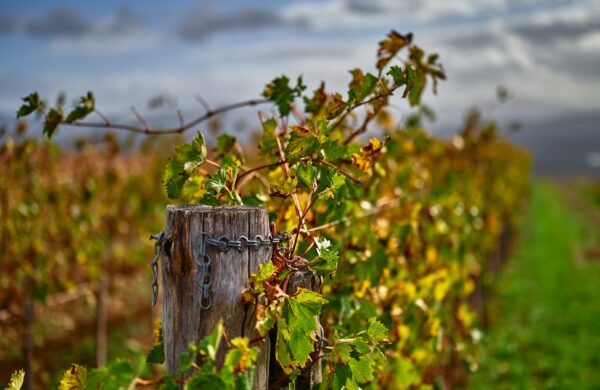 fall wedding : matrimonio in autunno nelle langhe