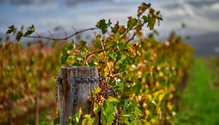 Matrimonio nelle Langhe in autunno: consigli sul menù perfetto per dirsi Sì tra tartufo e vino